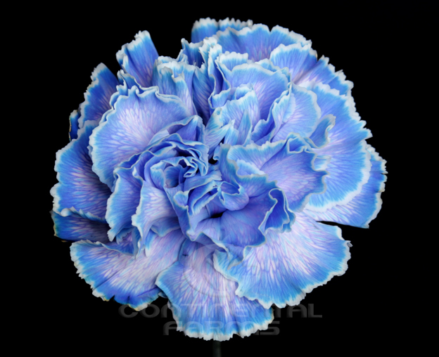 Carnation Tinted Blue | Continental Farms