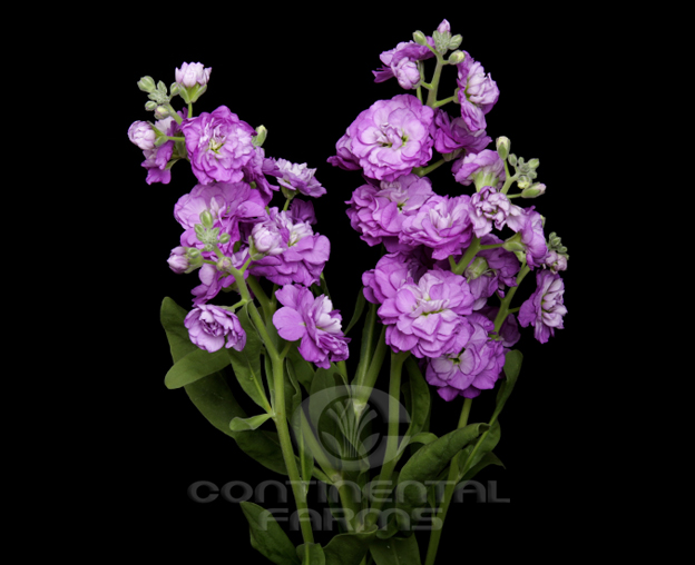 Stock Spray Purple | Continental Farms